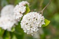 Burkwood Viburnum burkwoodii, fragrant white flowers